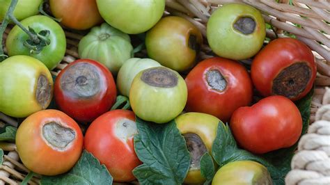 penyakit busuk buah pada tomat